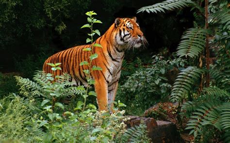 Baggrunde Dyr Tiger Dyreliv Store Katte Zoo Jungle Regnskov
