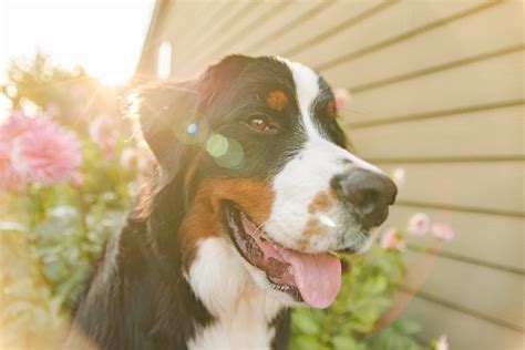 Happy Tails Ruby Sue The Bernese Mountain Dog Daily Dog Tag