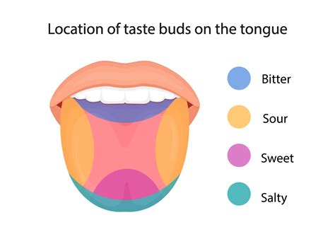 Taste Buds Of The Tongue Sour Sweet Bitter Salty And Umami Taste Vector Illustration