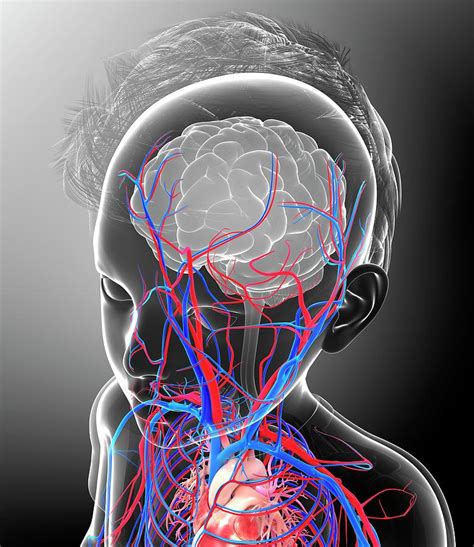 Childs Brain Blood Supply Photograph By Pixologicstudioscience Photo