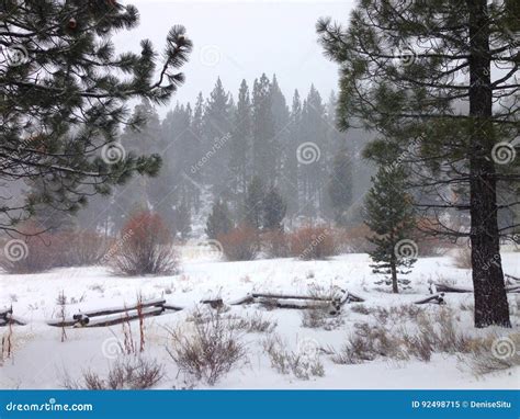Lake Tahoe Snow Storm Stock Image Image Of Snowing Leaves 92498715