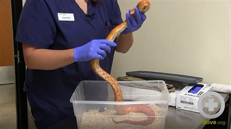Preparing A Snake For A Physical Exam Youtube