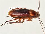 Pictures of Video Of Cockroach