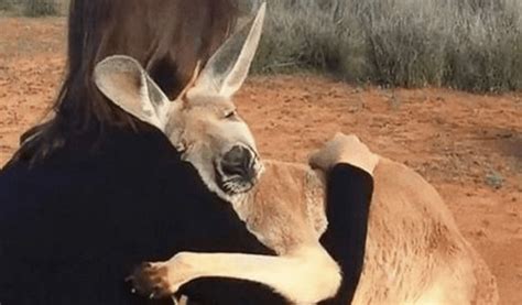 Rescued Kangaroo Way Of Showing Affection With Huggings Her Rescuers
