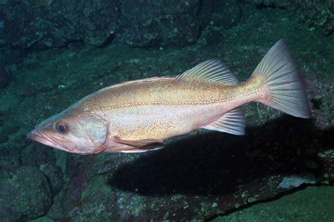 Catch Limits Increase For Key West Coast Groundfish Species