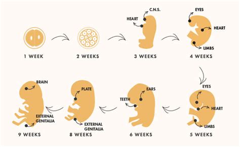 Everything You Need To Know About The First Trimester Of Pregnancy