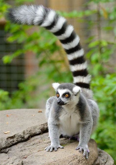 Ring Tailed Lemur Facts Habitat Diet Pictures