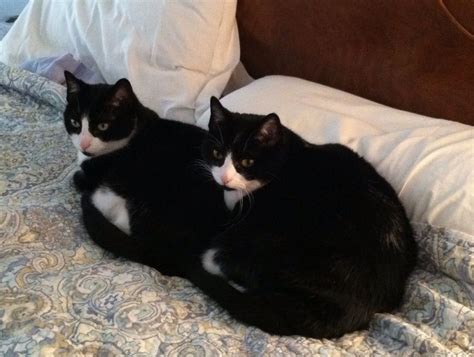 Tuxedo Cats Cuddling Omg I Love This Picture Looks Just Like My