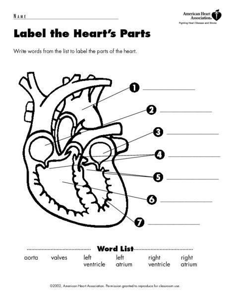 Label The Diagram Of The Heart Worksheet Human Anatomy
