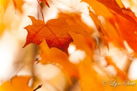Fall Leaves Nature Landscape Photography Fall Autumn Abstract