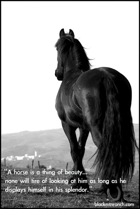 Quotes About Black Horses 30 Quotes