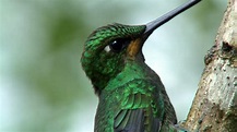 Hummingbirds: Magic in the Air ~ Full Episode | Nature | PBS