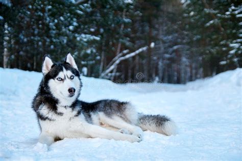 Beautiful Siberian Husky Lying On Snow In Winter Forest Cute Black And