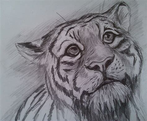 Pencil Tiger Face Drawing Images Rizop