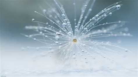 Dandelion Macro Dew Drops Water Wallpaper 2560x1440