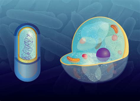 Bacteria Science Lesson Tv411