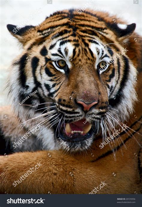 Closeup Tiger Growling Face Tiger Panthera Stock Photo 20729356