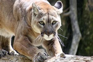 Cougar Puma Mountain Lion