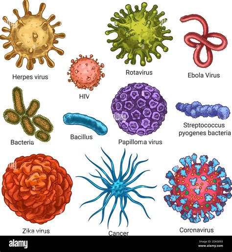 Virus Color De Boceto Herpes Vih Y Papiloma Zika Y Coronavirus