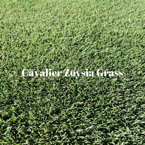 Cavalier Zoysia Versus Emerald Zoysia Grass Houston Pearland