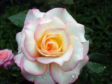Pink and white flowers images. Bali Travels - People Images Page