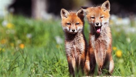 Cute Baby Foxes Wallpapers Wallpaper Cave