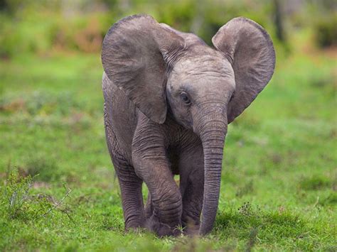 Cute Elephant Iphone Wallpapers On Wallpaperdog