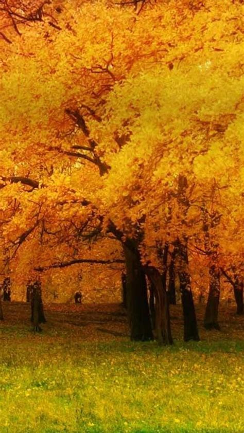 50 Bing Autumn Desktop Wallpaper On Wallpapersafari