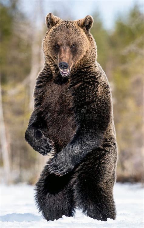 Brown Bear Standing On His Hind Legs Stock Image Image Of Omnivorous