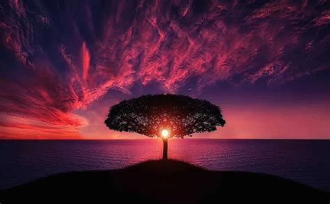 Tree Sunset Amazing Beautiful Breathtaking Colorful Evening