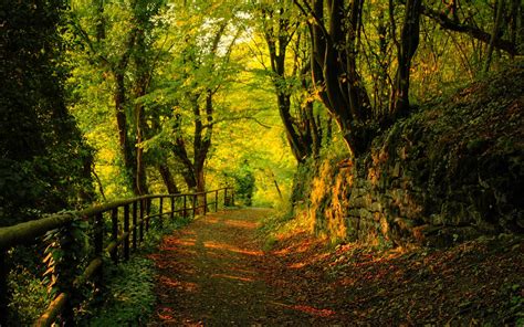 Forest Trail Wallpapers Wallpaper Cave