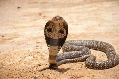 Fight Between 15 Foot King Cobra And Giant Monitor Lizard Caught On Camera