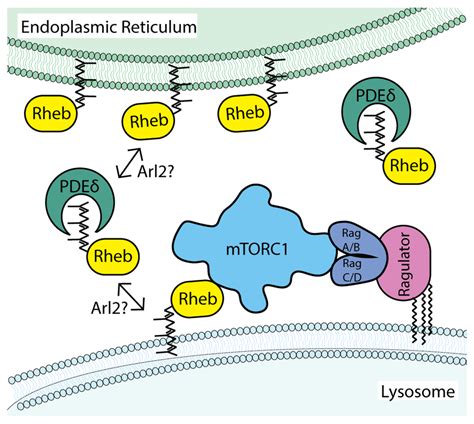 Dynamic Interactions Of Rheb With Lysosomal Membranes Support The