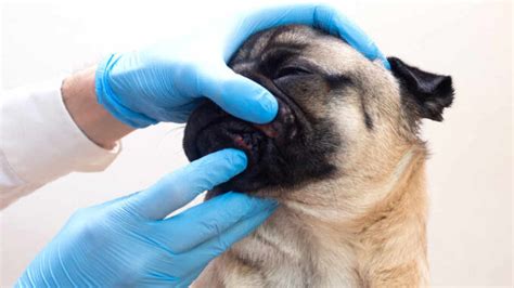 Pictures Of Dog Acne And Pimples A Vet Explains What To Do