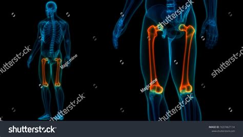 Human Skeleton System Femur Bone Joints Stock Illustration 1637467114