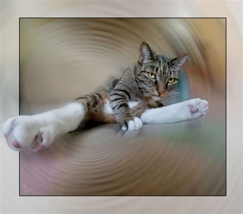 17 Best Images About Cat Gymnasticscats Cats Cats On Pinterest