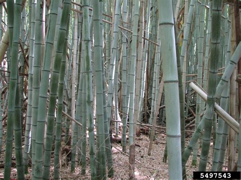 Japanese Timber Bamboo Phyllostachys Bambusoides