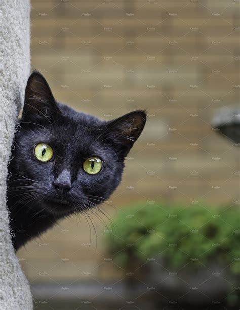 A Black Cat Peeking Out From Its Animal Stock Photos Creative Market