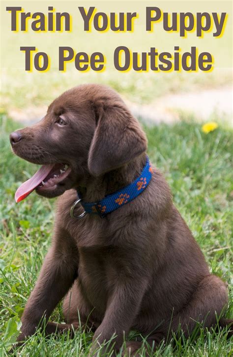 Dog obedience training michigan josh james hamm or the lonestar dog trainer is an off leash dog and puppy training expert.he trains dog training near me board and train. How To Train A Puppy To Pee Outside | Labrador retriever ...