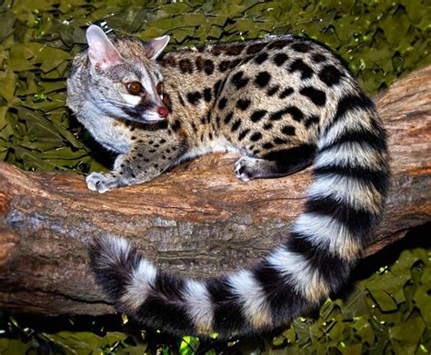 Cannundrums Large Spotted Genet