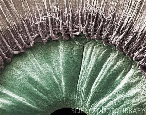 Unseen World On X Microscopic Photography Human Eye Micro Photography