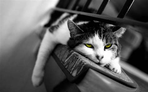 Black And White Cat Hd Wallpapers Top Free Black And White Cat Hd