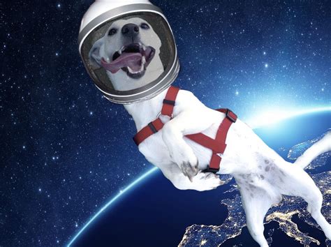 Doggo Floating Through Space Space Floor Space Spaces