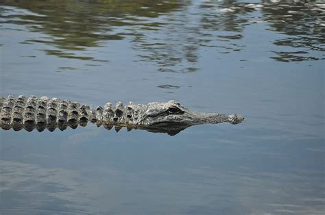 Hd Wallpaper American Alligator Swamp Lake Reptile Prehistoric