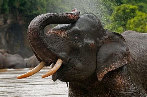 Elephants Animal Asian Elephant Hd Wallpaper Peakpx