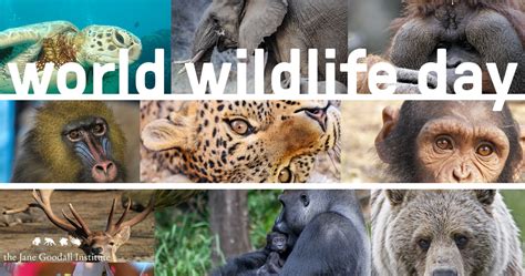 World Wildlife Day A World Without Wildlife Is Not A World At All