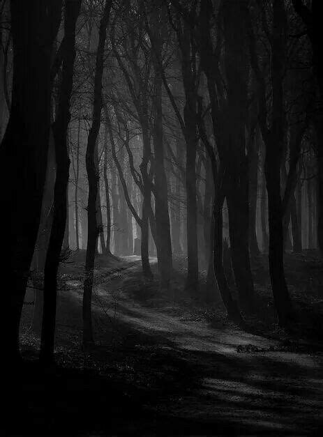 Dark Naturalism Misty Forest Foggy Forest Autumn Forest Dark Places