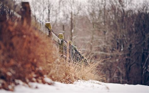 Fence Plants Dry Winter Snow Nature Wallpaper 1680x1050 30060