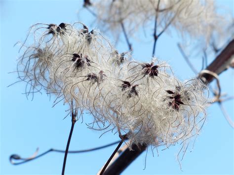 Images Gratuites Arbre La Nature Branche Hiver Blanc La