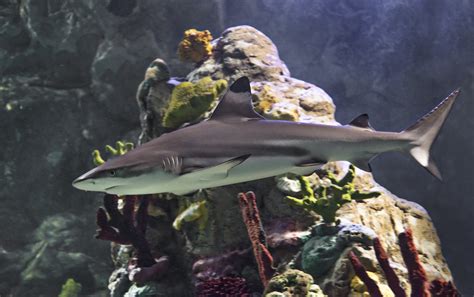 Visit Our Shark Aquarium Sea Life San Antonio Aquarium